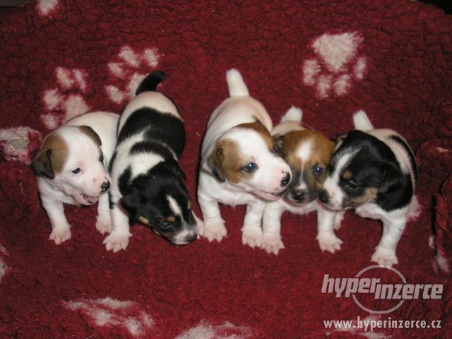 1073707-jack-russell-terier-1.jpg