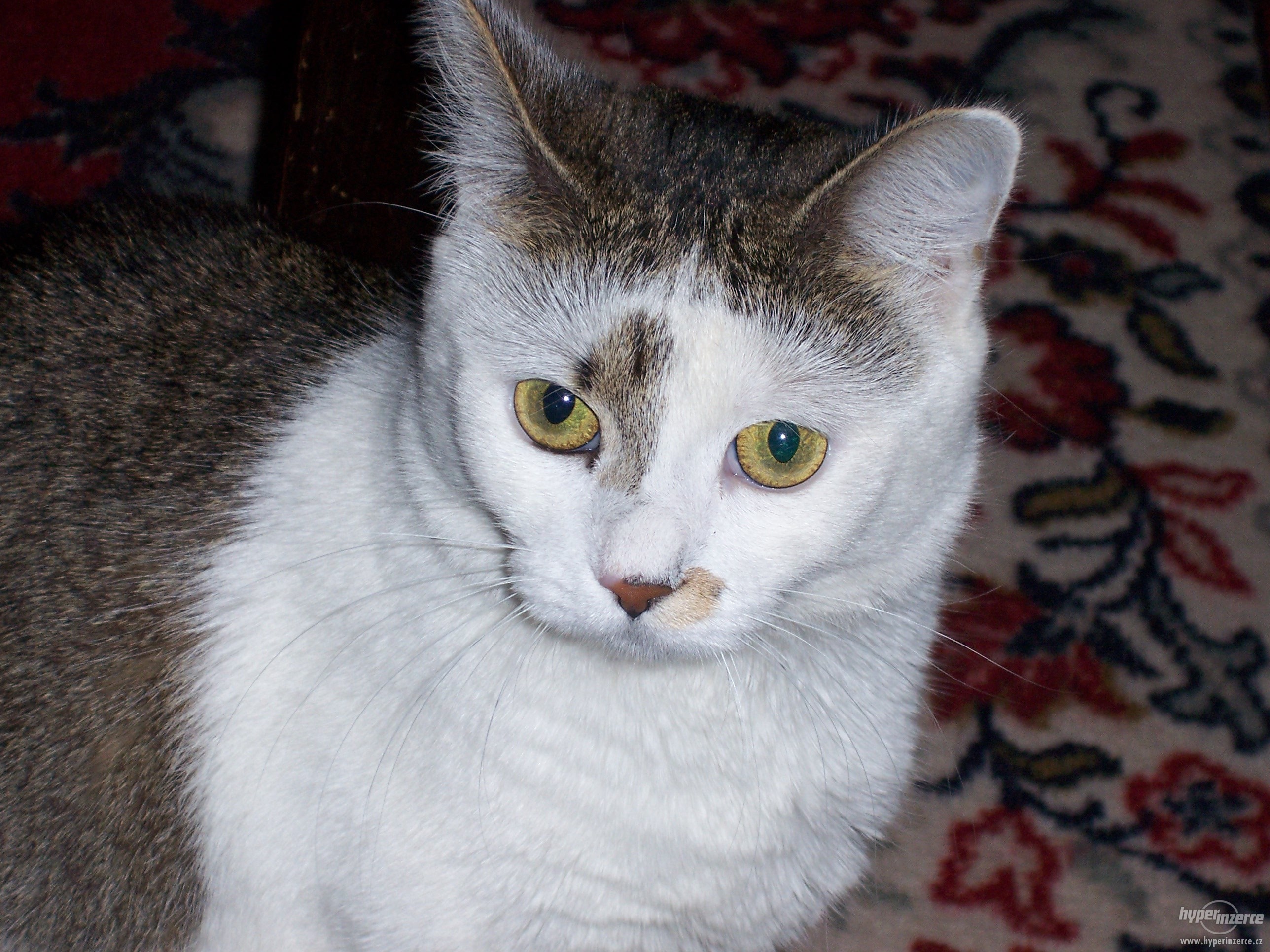 1034598-ztratila-se-kocka-1.jpg