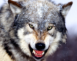 tapetynaplochu-org-nahled1-23072008121040.jpg