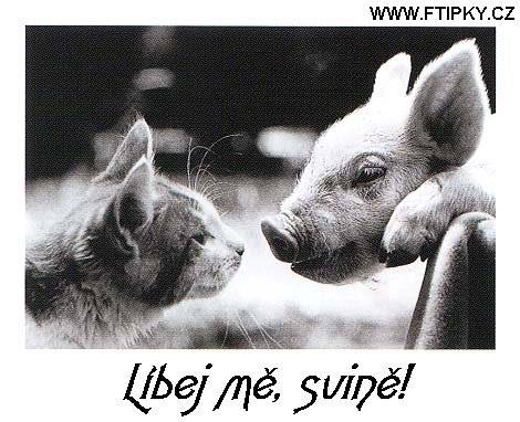 libej_me_svine.jpg
